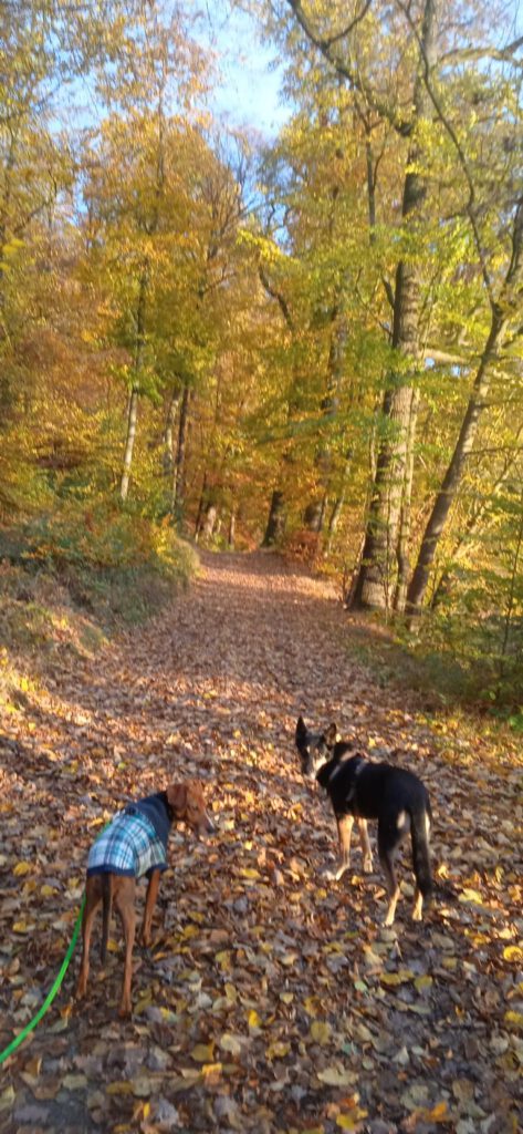 Herbstwanderung, Autorin Feli Möhle