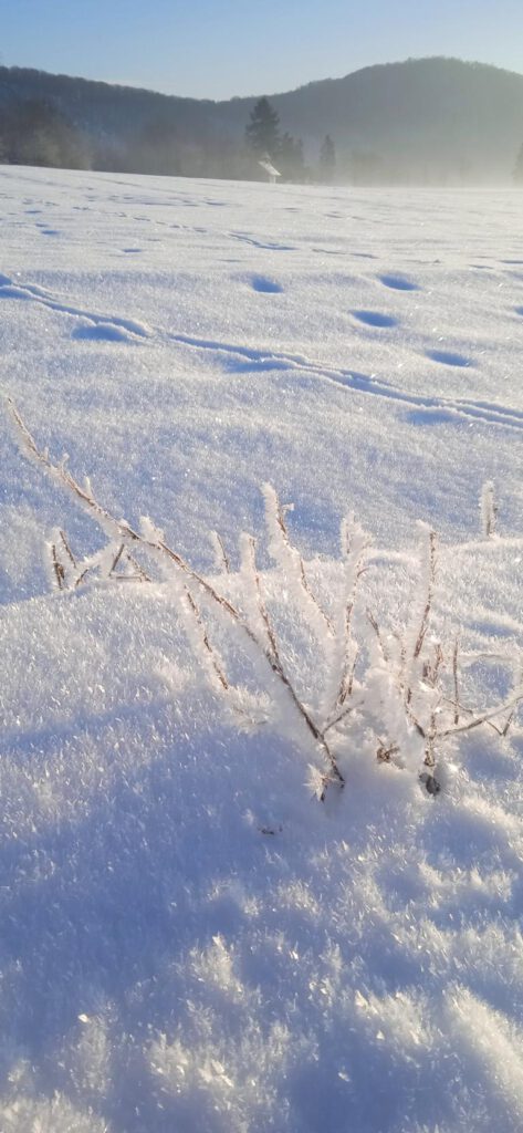 Die Kunstwerke des Winters bewundern, Autorin Feli Möhle