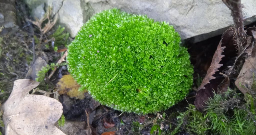 Farbenwunder, Autorin Feli Möhle